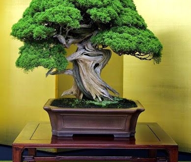 Bonsai medis